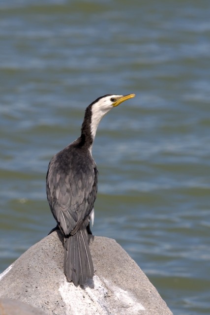 OTOSHI - Cormorant OTOSHI - Cormorant